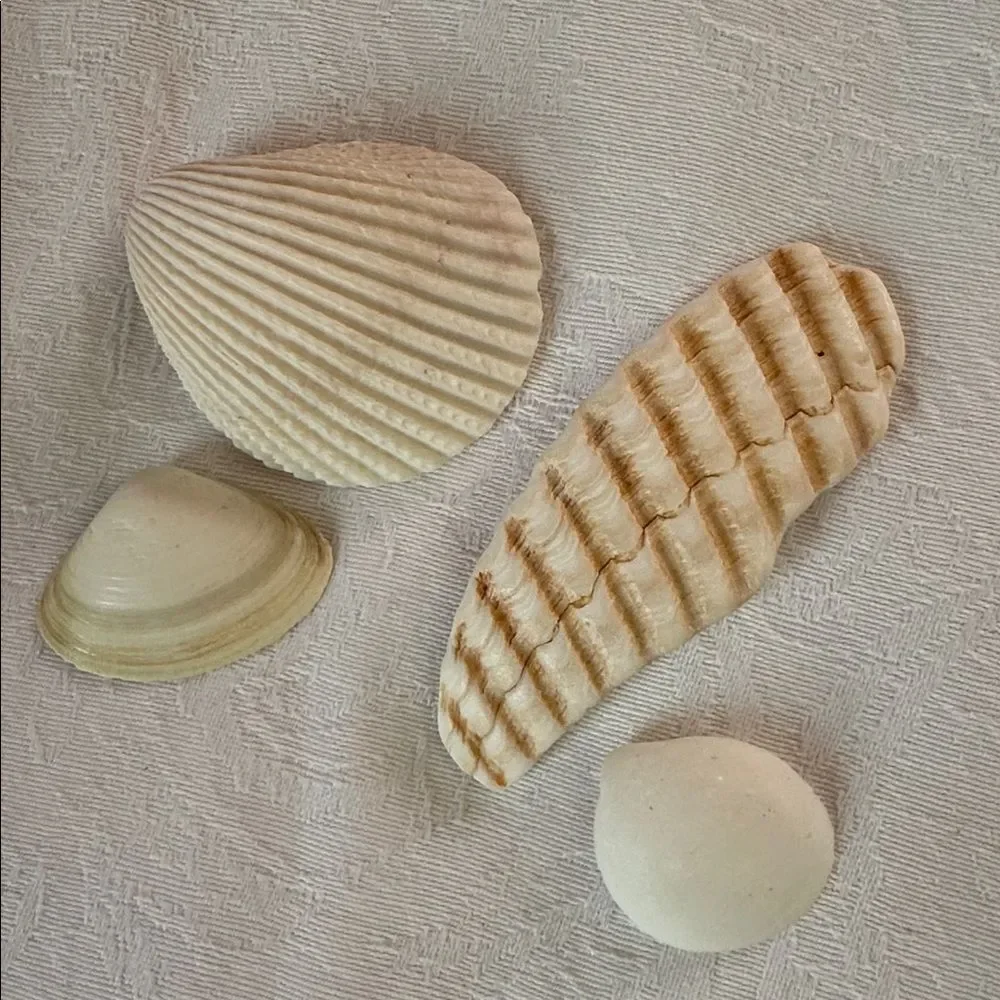 Sea Shells From Bahamas Florida Small Clams - Picture 5 of 8